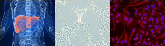 A Wencel komórki